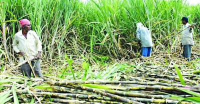 अनुदानबापत उखु कृषकलाई ८० करोड भुक्तानी